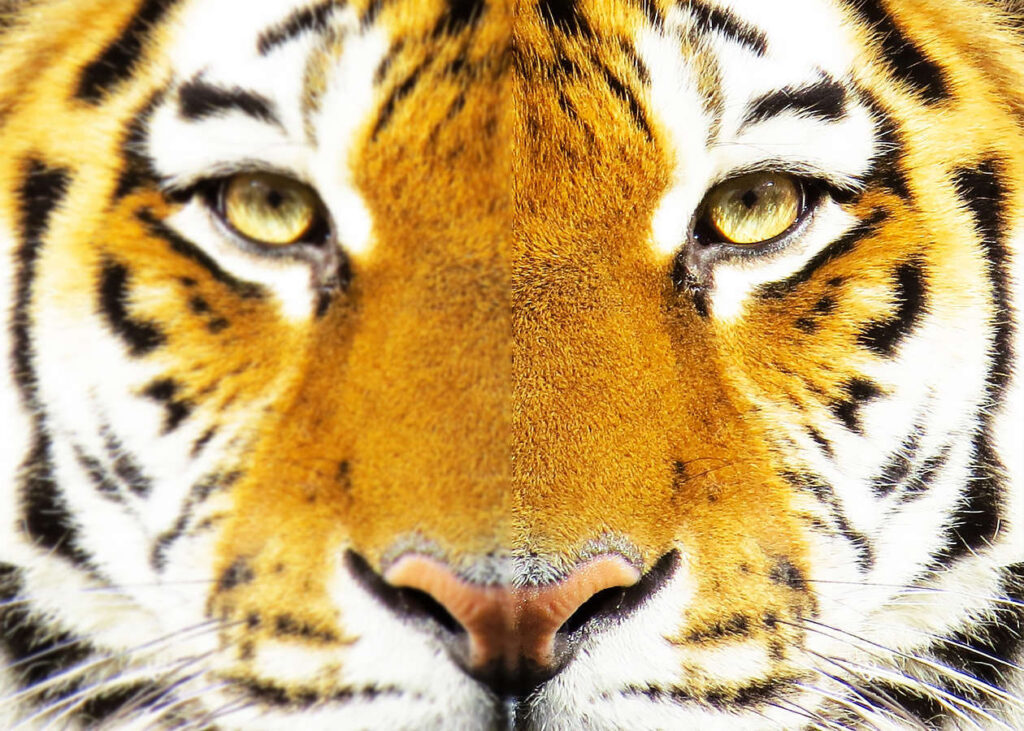 retina-display