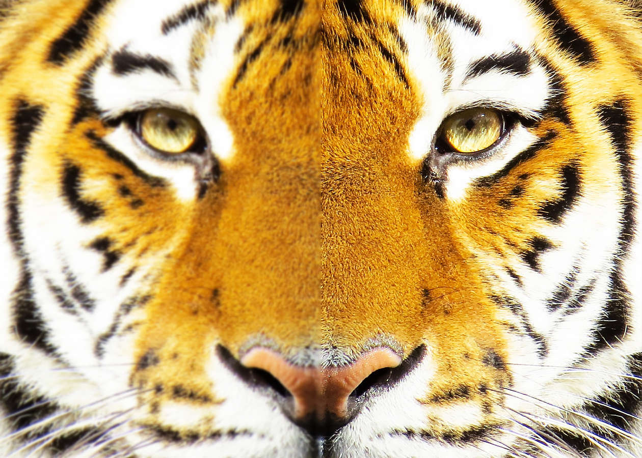 retina-display